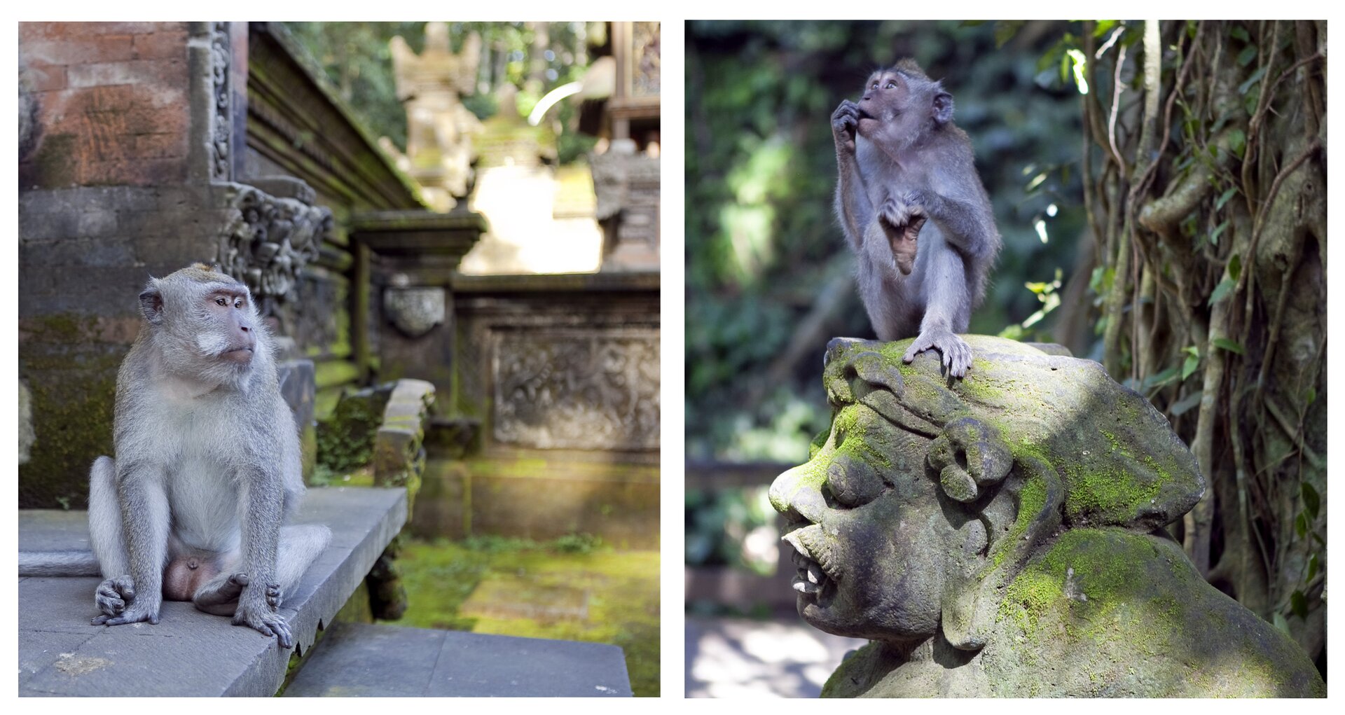 Fotografie przedstawiają małpy, siedzące w świątyni w Indiach. Ta z lewej siedzi na stopniu przy murze. Ta z prawej siedzi na głowie kamiennego posągu, przy oplecionym lianami drzewie.