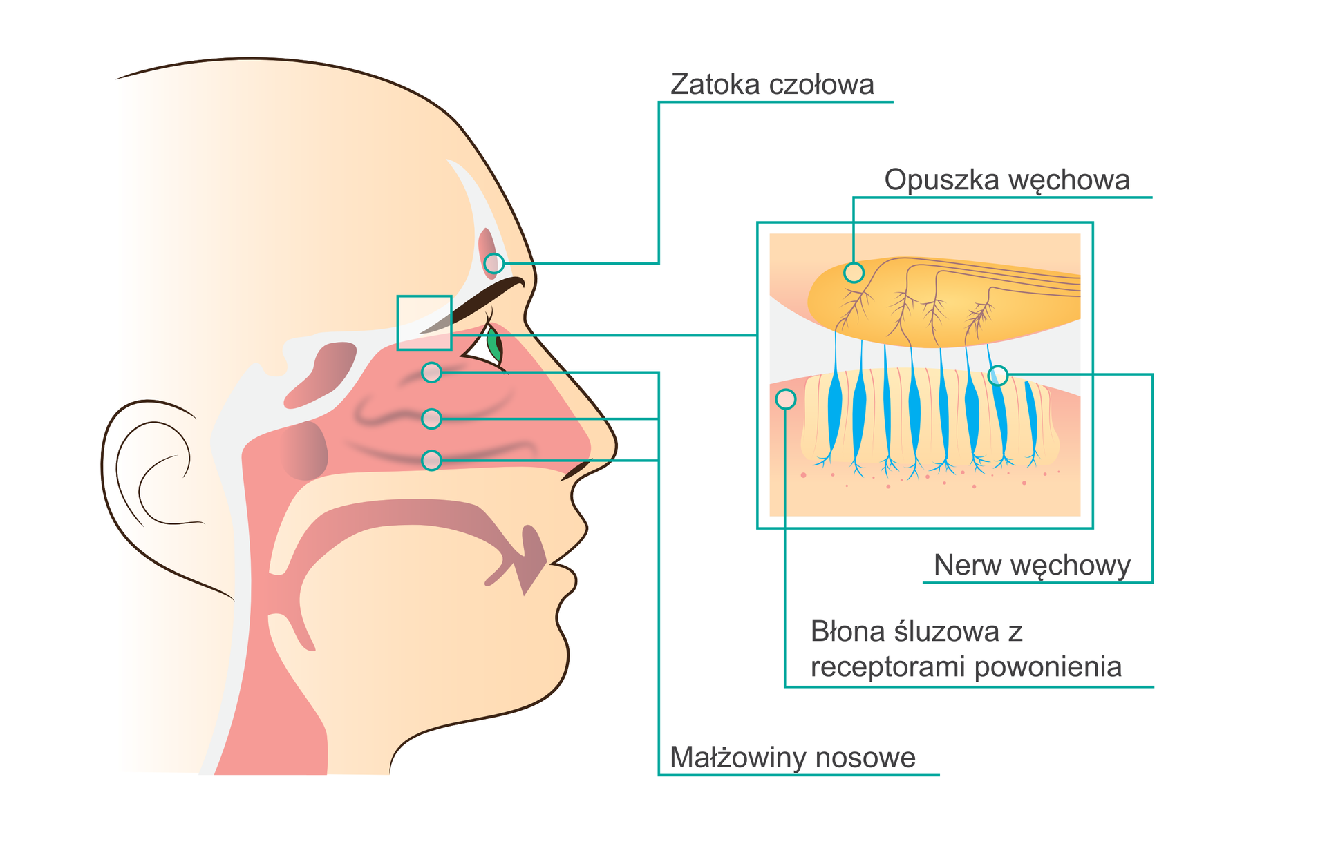 Ilustracja przedstawia opis ludzkiego narządu węchu. Po lewej stronie obrazka znajduje się twarz ludzka widoczna w profilu z zaznaczonymi drogami oddechowymi oraz zatokami. Wyróżnionymi elementami jest zatoka czołowa, znajdująca się nad brwiami, trzy małżowiny nosowe w jamie nosowej oraz nabłonek węchowy w górnej części tej samej jamy. Po prawej stronie ilustracji znajduje się zbliżenie i dokładny opis budowy nabłonka nosowego z uwzględnieniem trzech elementów: opuszki węchowej u góry oraz błony śluzowej z receptorami powonienia i nerwu węchowego u dołu.