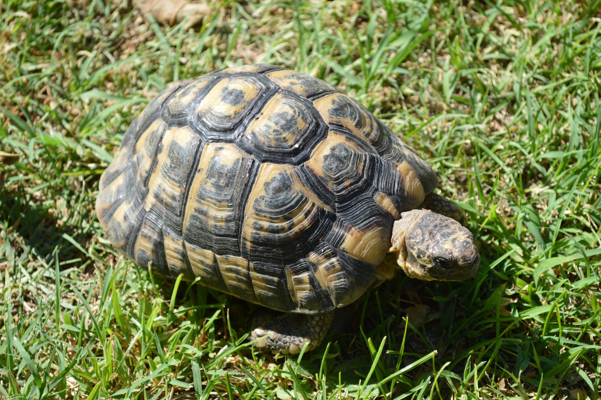 Fotografia wykonana z góry prezentuje żółwia greckiego. Ciało żółwia okrywa oliwkowo brązowa skorupa pokryta regularnymi tarczkami. Na środku każdej tarczki widnieje czarna plama. Spod skorupy wystaje niewielka głowa.