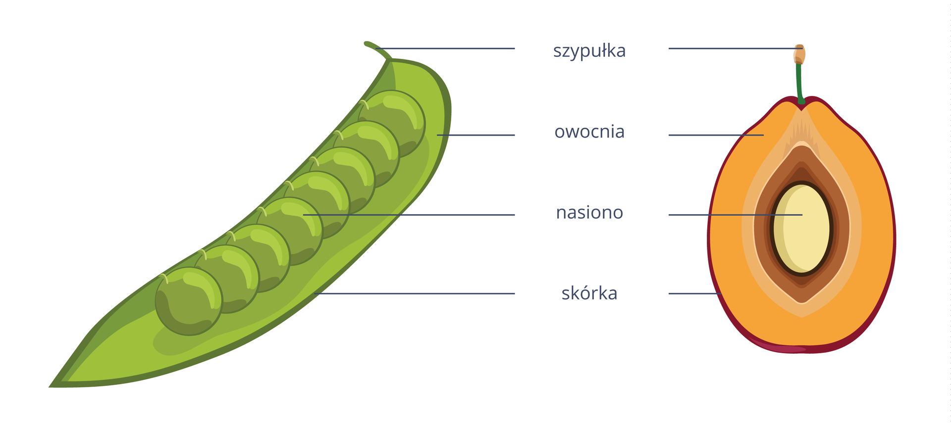 Ilustracja przedstawia dwa owoce: zielony strąk i żółto brązową śliwkę. Odpowiadające sobie części połączono i podpisano.