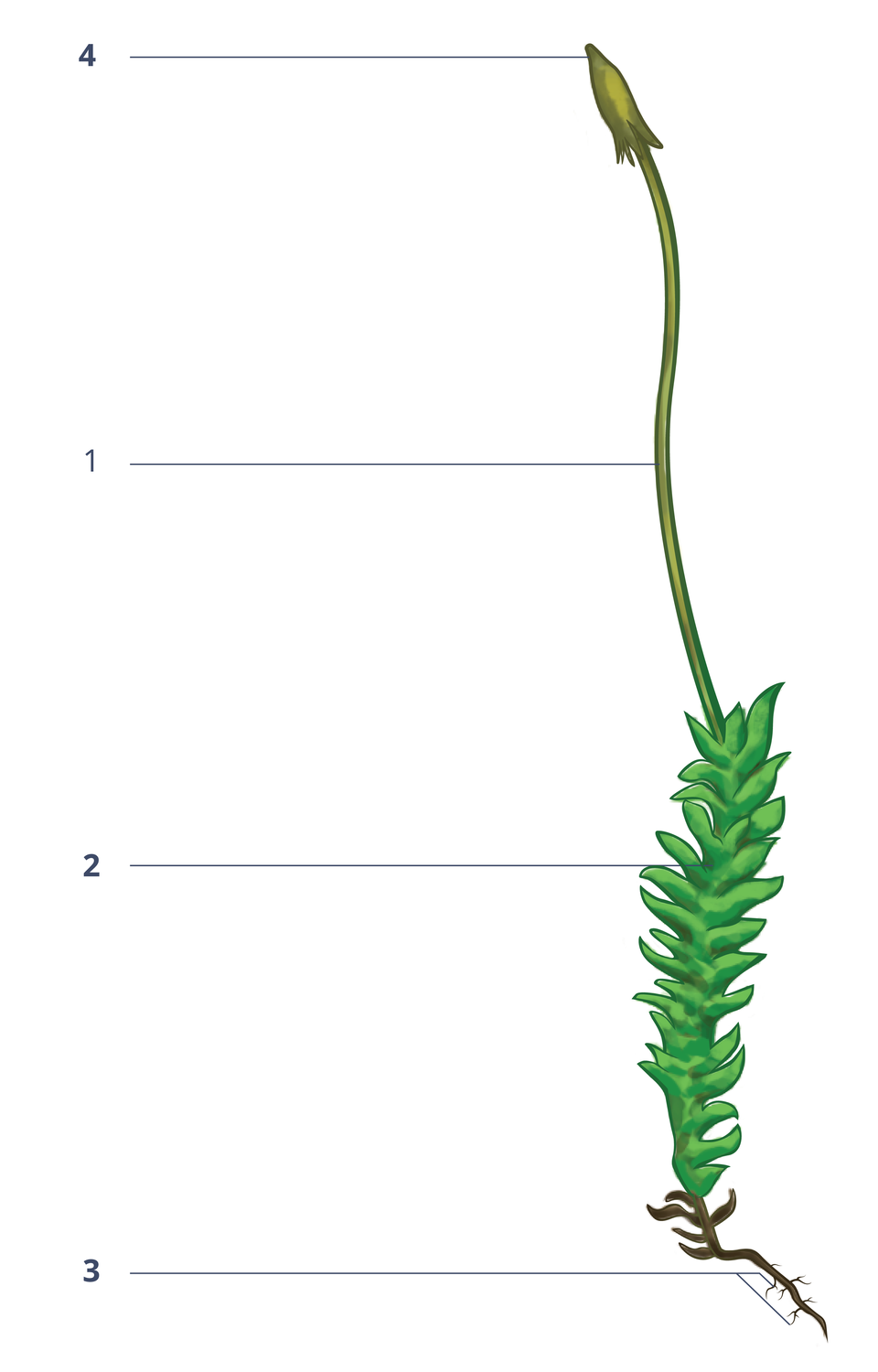 Ilustracja przedstawia łodyżkę z listkami, zarodnią, chwytnikiem.