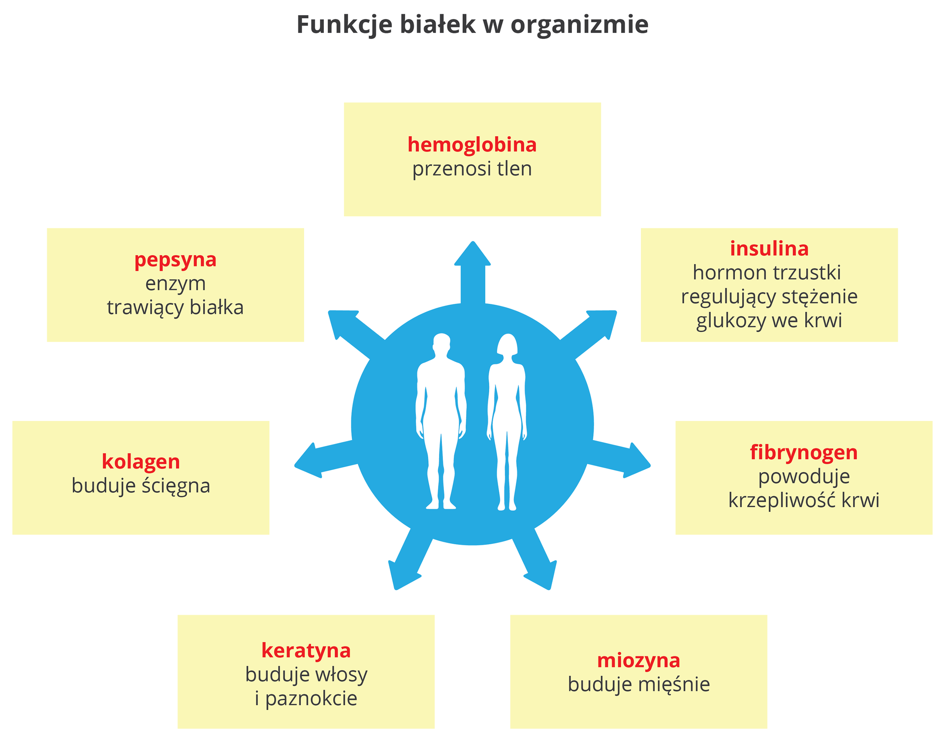 Funkcje białek w organizmie