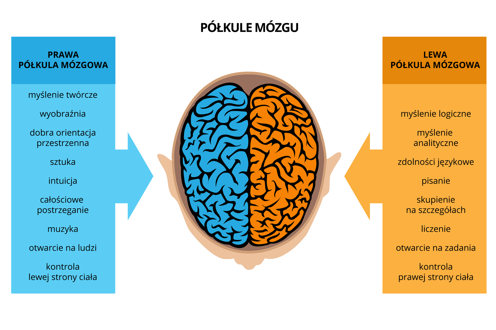 Ilustracja przedstawia z góry mózg w sylwetce głowy. Niebieski kolor oznacza prawą półkulę, nadzorującą lewą stronę ciała. Jej funkcje to: kreatywność, intuicja, orientacja przestrzenna, całościowe postrzeganie, otwarcie na ludzi. Żółty kolor oznacza lewą półkulę, kontrolującą prawą połowę ciała. Jej funkcje to: myślenie logiczne i analityczne, pisanie, liczenie, zdolności językowe, skupienie na szczegółach, zadaniowość.