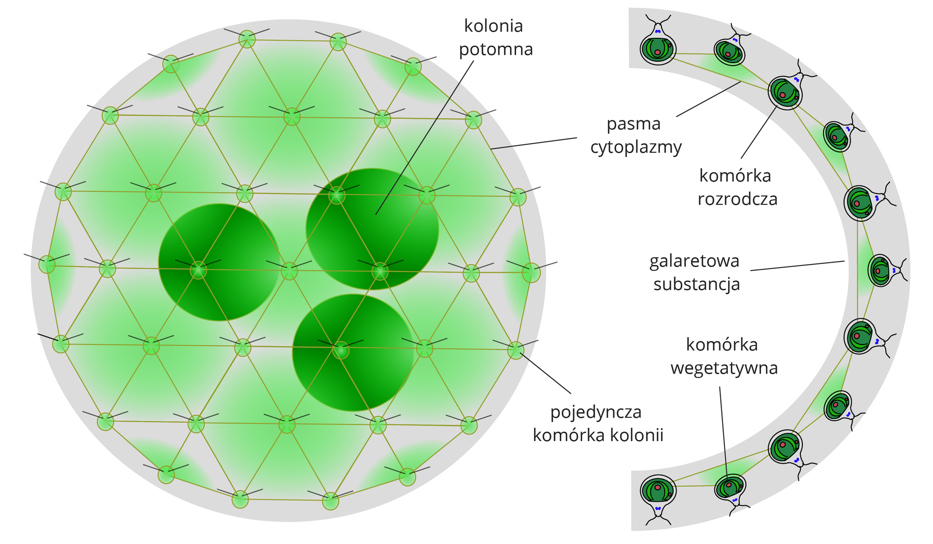 Ilustracja przedstawia schemat budowy kolonii toczka