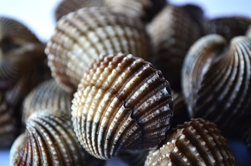 Muszle – stanowiły surogat (zamiennik) pieniądza kruszcowego Źródło: pixabay, Muszle – stanowiły surogat (zamiennik) pieniądza kruszcowego, licencja: CC 0.