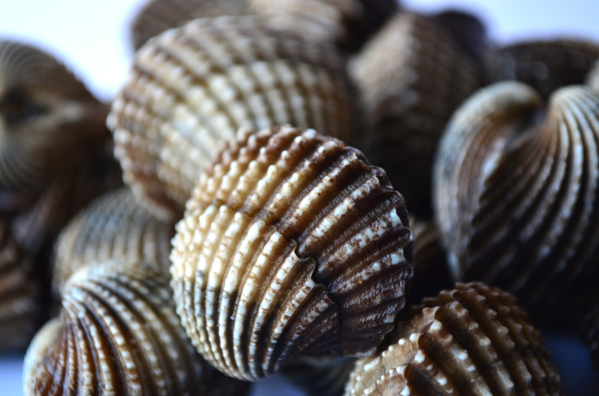 Muszle – stanowiły surogat (zamiennik) pieniądza kruszcowego Źródło: pixabay, Muszle – stanowiły surogat (zamiennik) pieniądza kruszcowego, licencja: CC 0.