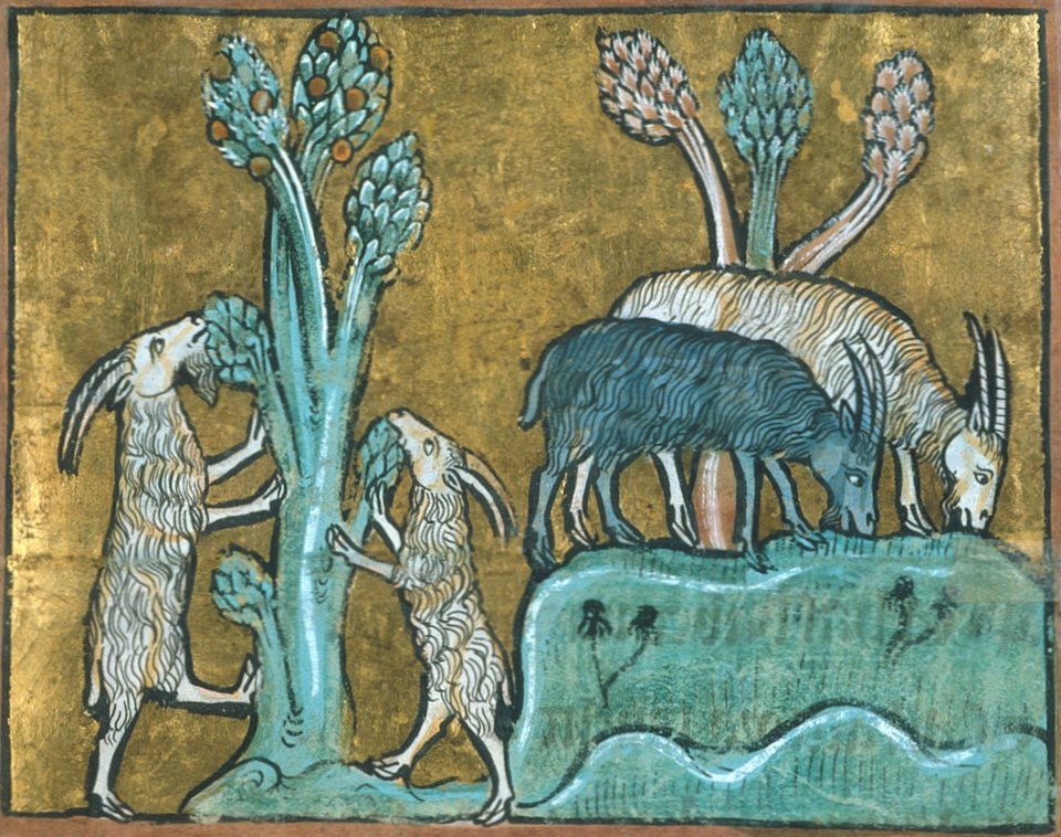Kozy Ilustracja z tzw. Bestiariusza z Rochester, ukazująca pasące się kozy. Bestiariusz to rodzaj średniowiecznej literatury dydaktycznej - zasadniczą jego częścią był opis zwierząt – realnych i baśniowych. Źródło: autor nieznany, Kozy, połowa XIII w., Biblioteka Brytyjska, Londyn, domena publiczna.