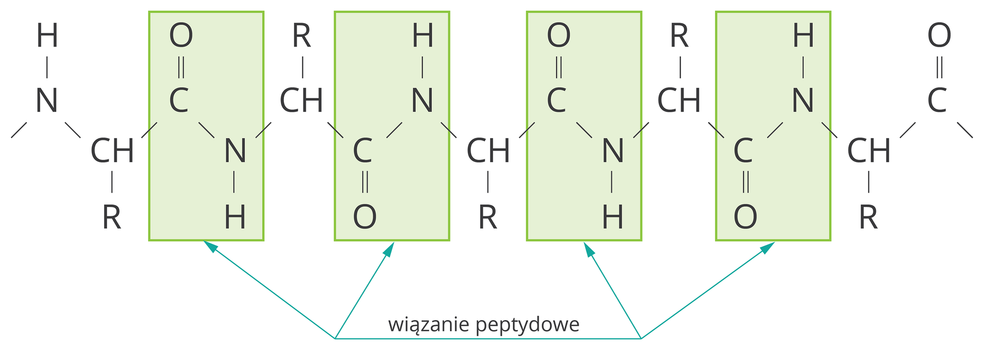 Fragment łańcucha białkowego