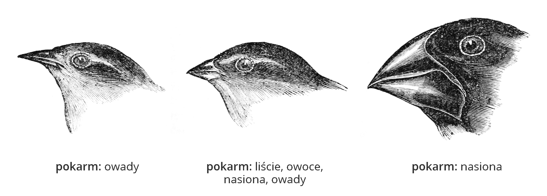 Ilustracja przedstawia rysunki trzech głów ptaków – zięb darwinek, skierowane w lewo. Pierwsza ma mały, cienki dziób i jest owadożerna. Dziób środkowej darwinki jest krótki i gruby. Jej pokarm to liście, owoce, nasiona, owady. Ostatnia ma dużą głowę i mocny, szeroki dziób. Żywi się twardymi nasionami.