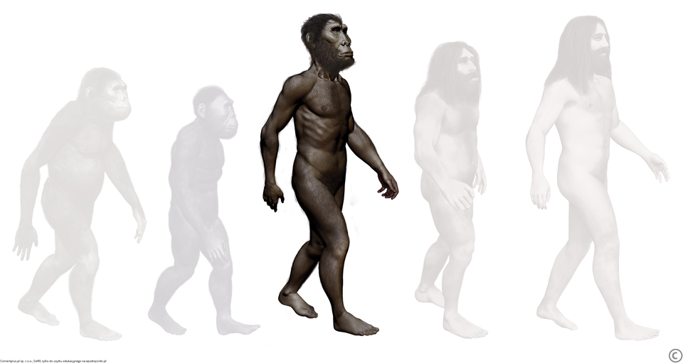 Homo erectus Homo erectus Źródło: Contentplus.pl sp. z o.o., Sol90, tylko do użytku edukacyjnego na epodreczniki.pl.