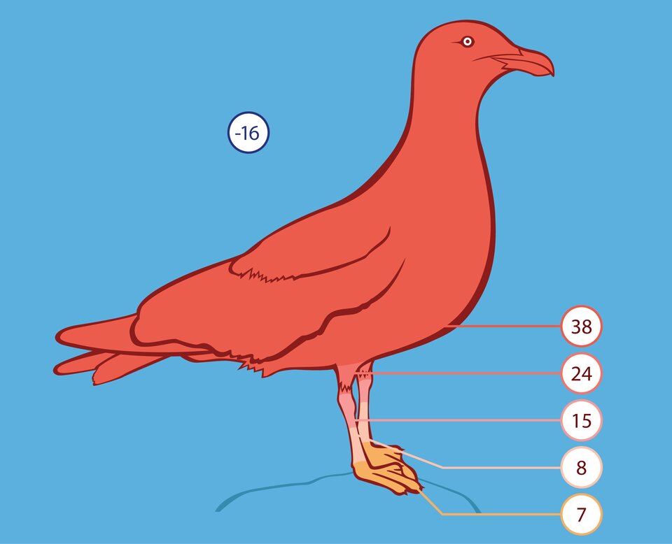 Ilustracja przedstawia czerwoną sylwetkę ptaka na niebieskim tle, głowa w prawo. W kółeczkach wpisana temperatura w stopniach Celsjusza. Przy temperaturze minus 16 stopni tułów ptaka ma 38 stopni. Na nogach temperatura staje się od góry w dół coraz niższa: 24, 15 i 8 stopni, co zaznaczono rozjaśnieniem barwy. Żółte łapy ptaka mają temperaturę 7 stopni Celsjusza.