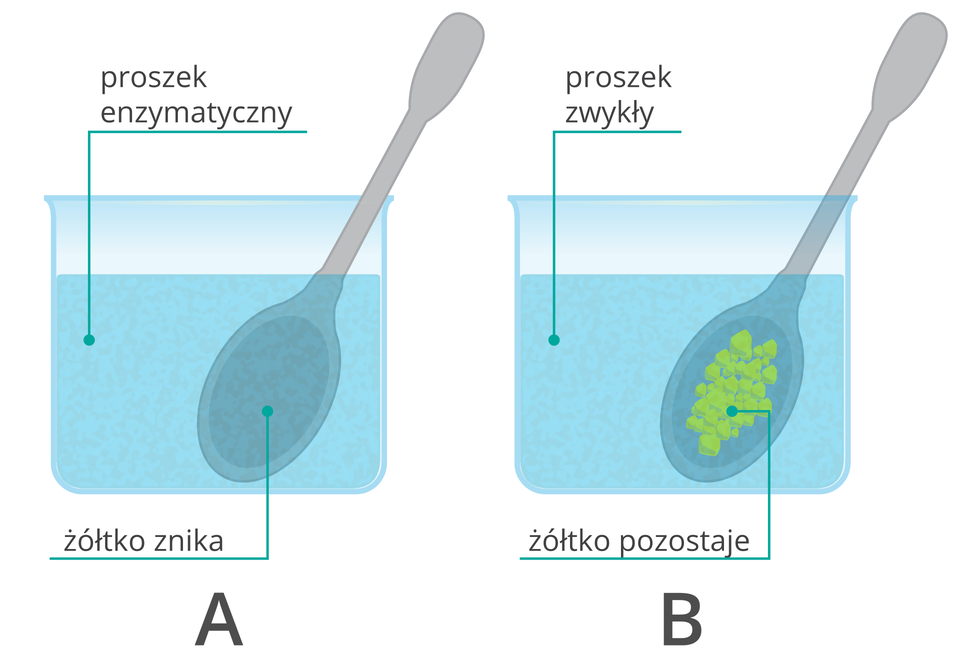 W wodzie z proszkiem enzymatycznym żółtko rozpuszcza się (A), gdy dodany do wody proszek nie zawiera enzymów żółtko pozostaje na łyżeczce(B).Proteazy (enzymy) zawarte w proszku tną białka na mniejsze fragmenty, które są rozpuszczalne w wodzie
