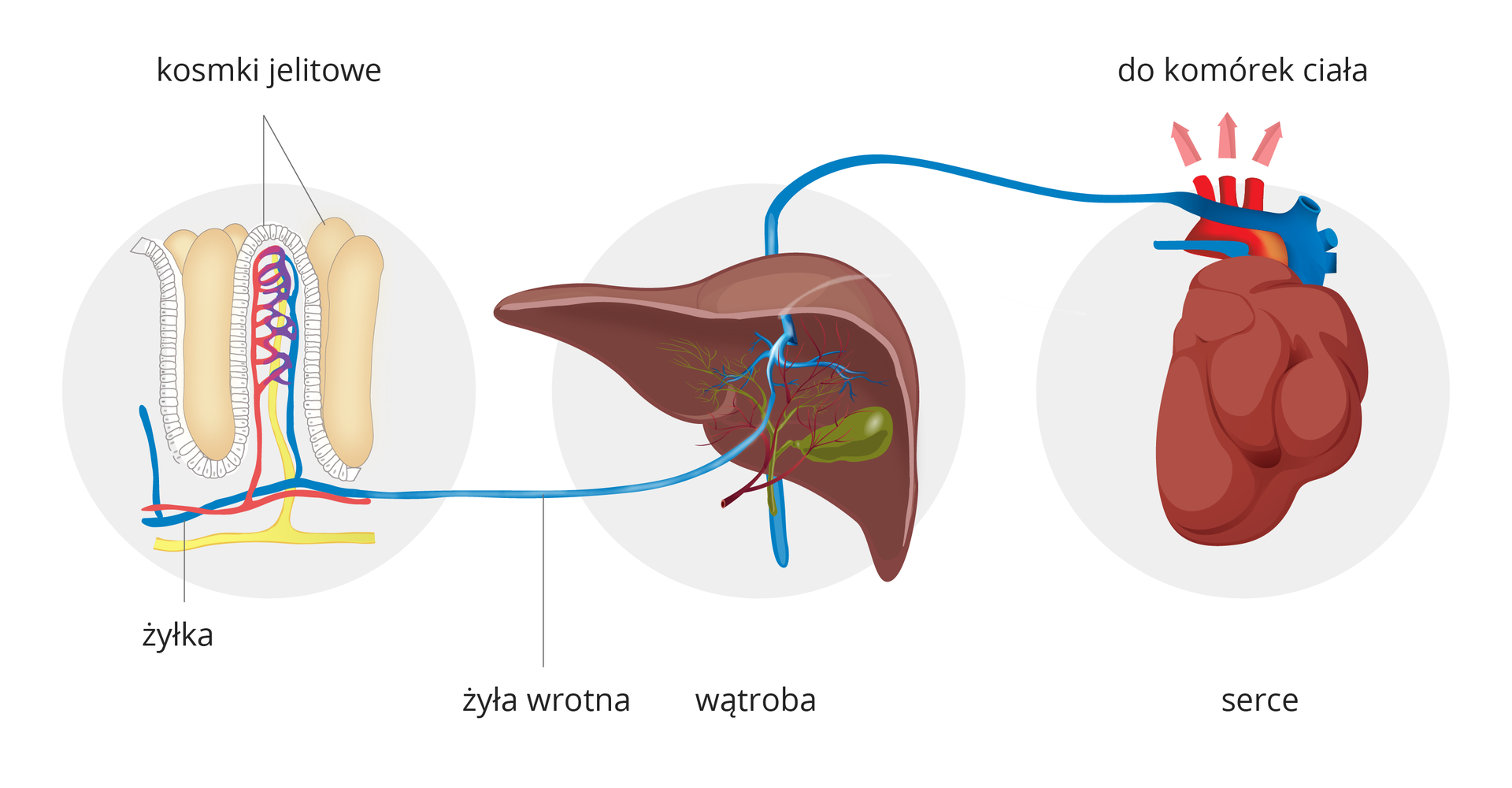 Ilustracja przedstawia schematycznie drogę strawionego pokarmu do komórek ciała. Na tle trzech szarych kół narządy człowieka. Od lewej kosmki jelitowe w przekroju. Tu do żył i naczyń limfatycznych wchłaniane są składniki pokarmowe. Od kosmka błękitna żyłka biegnie do wątroby, podpisana jako żyła wrotna. Z wątroby żyłami krew dociera do serca. Różowe strzałki nad łukiem aorty wskazują, że składniki pokarmowe wchłonięte w jelitach trafiają do komórek ciała.