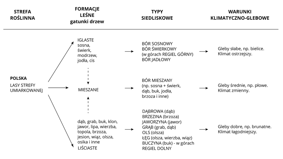 Na ilustracji schemat zależności między klimatem, glebami i typami lasów w Polsce. <table> <tr> <th>Strefa roślinna</th> <th>Formacje leśne/gatunki drzew</th> <th>Typy siedliskowe</th> <th>Warunki klimatyczno-glebowe</th> </tr> <tr> <td>Polska/<br />Lasy strefy umiarkowanej</td> <td> iglaste/<br /> sosna, świerk,<br />modrzew, jodła, cis</td> <td>bór sosnowy <br />bór świerkowy<br />w górach regiel górny<br />bór jodłowy</td> <td>gleby słabe, np. bielice<br />klimat ostrzejszy</td> </tr> <tr> <td>mieszane</td> <td>bór mieszany<br />np. sosna+świerk, dąb, buk,<br />jodła, brzoza i inne</td> <td>gleby średnie, np.<br />płowe<br />klimat zmienny</td> </tr> <tr> <td>liściaste/<br />dąb, grab, buk, klon,<br />jawor, lipa, wierzba,<br />topola, brzoza, jesion,<br />wiąz, olsza, osika </td> <td>dąbrowa (dąb)<br />brzezina (brzoza)<br />jaworzyna (jawor)<br />grąb (grab, dąb)<br />ols (olsza)<br />łęg (olsza, wierzba, wiąz)<br />buczyna (buk) – w górach<br />regiel dolny</td> <td>gleby dobre, np.<br />brunatne<br />klimat łagodniejszy</td> </tr></table>