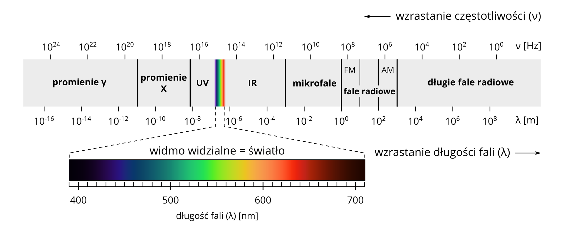 Ilustracja przedstawia widmo światła widzialnego. Poziomo ułożony pas to widmo …Prostokąt podzielony jest podziałką liczbową. Wzdłuż górnej krawędzi liczby związane z częstotliwością w Hertzach. Początek skali po prawej stronie to dziesięć do zera. Skala zmienia odpowiednio wartości idąc w lewo. Strzałka wskazuje kierunek w lewo. Napis obok: wzrastanie częstotliwości. Następna liczba to dziesięć do drugiej, dziesięć do czwartej. Na końcu skali częstotliwość wynosi dziesięć do dwudziestej czwartej. Dolna krawędź prostokąta to skala wzrastania długości fali. Skala wyrażona w promieniach gamma. Strzałka poniżej skierowana w prawo. Napis obok: wzrastanie długości. Na początku skali, po prawej, wartość to dziesięć do ósmej. Skala maleje przesuwając się w lewo. Następna liczba to dziesięć do szóstej. W połowie skali rozpoczynają się wartości ujemne. Powierzchnia prostokąta podzielono odpowiednio na różne rodzaje fal. Długie fale radiowe na prawej stronie fali. Kończą się za częstotliwością dziesięć do czwartej. Fale radiowe AM i FM kończą się zaraz za częstotliwością dziesięć do ósmej. Mikrofale sięgają do dziesięć do jedenastej. Fale IR występują do częstotliwości dziesięć do piętnastej. Po tej wartości kolorowe pionowe pasy tworzą widmo widzialne światła. Długość fali widma to poziomy długi prostokąt. Powierzchnia widma pokryta jest tęczowymi barwami. Lewy koniec widma to kolor czarny. Długość fali czterysta Nano.. Na prawo czarny płynnie przechodzi w granatowy, turkusowy i zielony. Długość fali pięćset. Następne kolory to biały, żółty i pomarańczowy. Długość fali to sześćset. Prawy koniec widma to odpowiednio kolor czerwony, brązowy i czarny. Na prawym końcu długość fali to siedemset. Za widmem światła znajdują się promienie uv. Za częstotliwością dziesięć do siedemnastej występują promienie „iks”. Na końcu występują promienie „gamma”.