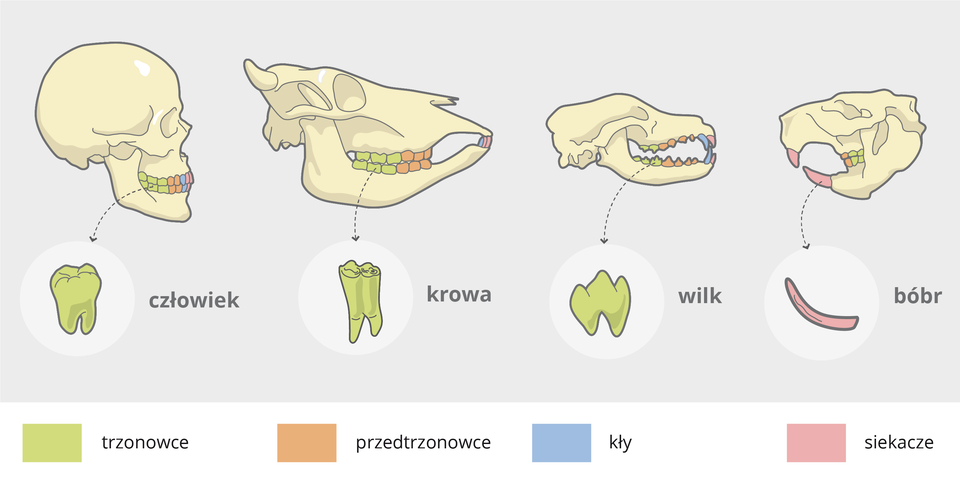 Ilustracja przedstawia 4 czaszki z zębami, oznaczonymi kolorami. Trzy są bokiem w prawo, ostatnia bokiem w lewo. Ten sam kolor oznacza ten sam rodzaj zębów. Zielony to trzonowce, pomarańczowy przedtrzonowce, niebieski kły i różowy siekacze. Od lewej czaszka: człowieka, krowy , wilka i bobra. Pod czaszkami powiększenie zębów dla porównania kształtu.