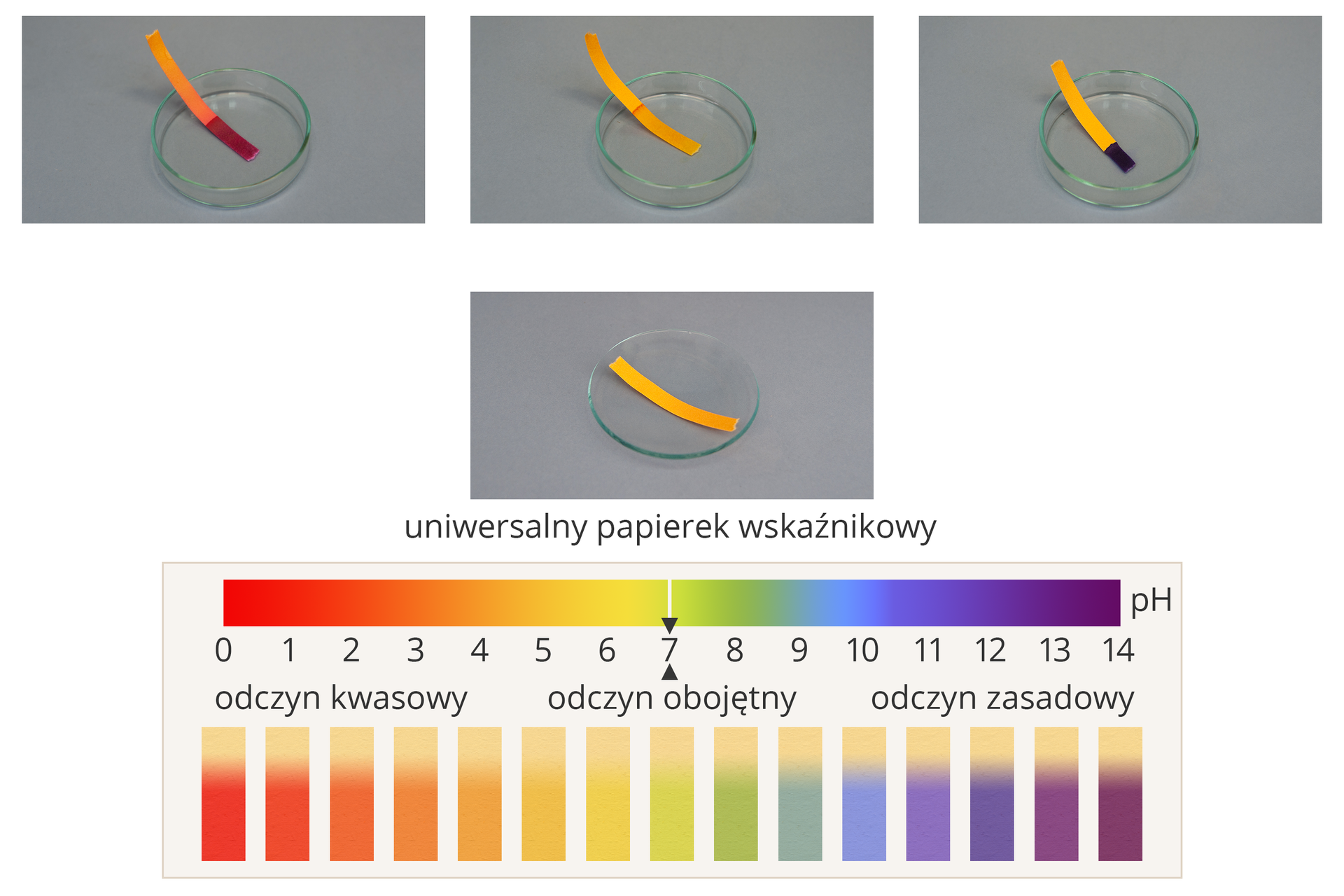 Ilustracja przedstawia zachowanie uniwersalnych papierków wskaźnikowych w roztworach o różnym odczycie. W środkowej części obrazka znajduje się podpisane zdjęcie nieużywanego uniwersalnego papierka wskaźnikowego leżącego na szkiełku zegarkowym. Papierek ma kolor żółtopomarańczowy. Powyżej w jednym szeregu umieszczono trzy zdjęcia przedstawiające papierki włożone do roztworów znajdujących się w szklanych szalkach Petriego. Roztwór z lewej strony ma odczyn mocno kwasowy, część zanurzona papierka przybrała barwę wiśniową. Roztwór na zdjęciu centralnym jest neutralny, ponieważ papierek jest wilgotny, ale praktycznie nie zmienił koloru. Roztwór po prawej stronie jest mocno zasadowy, ponieważ mokra część papierka ma kolor granatowy. W dolnej części ilustracji znajduje się skala kwasowości wraz z kodem barwnym papierków wskaźnikowych, jakie papierki te przybierają w środowiskach o różnym odczynie. Kolorystyka ta zmienia się od barwy czerwonej dla niskich wartości pH, przez pomarańczową, żółtą, zieloną, niebieską, fioletową, aż do ciemnofioletowej. dla pH wysokich.