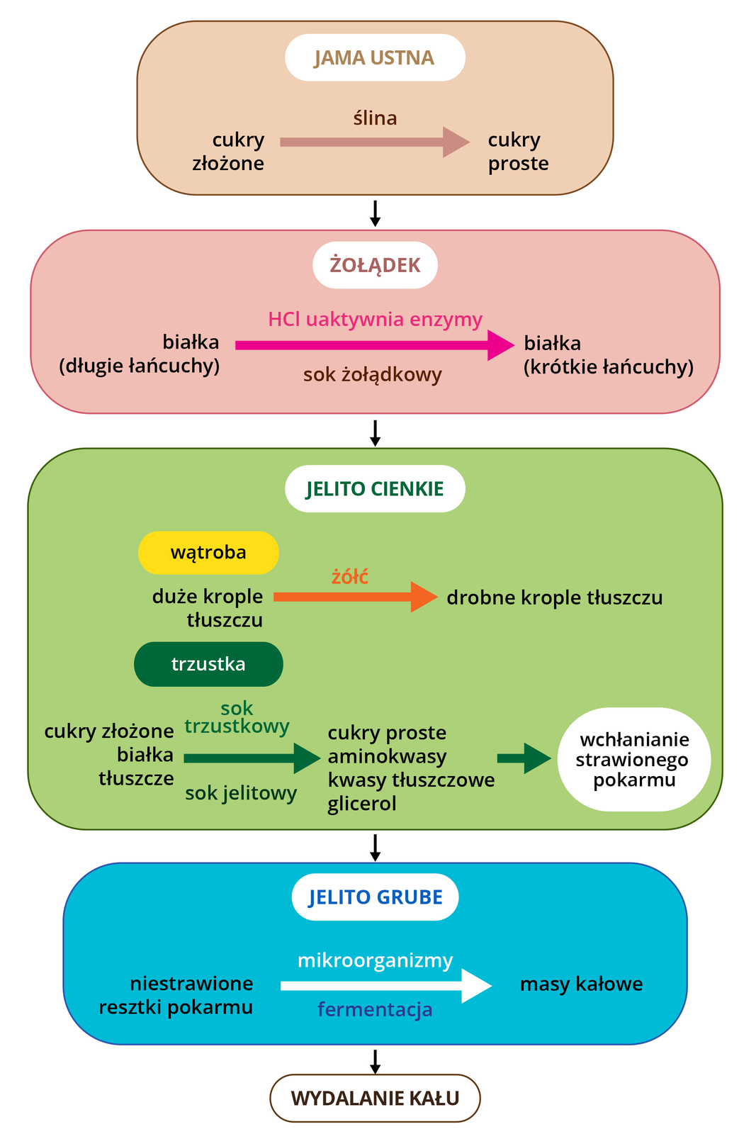 Schemat przedstawiający trawienie chemiczne w przewodzie pokarmowym. Schemat rozpoczyna się od jamy ustnej, od napisu cukry złożone prowadzi strzałka, nad którą znajduje się napis ślina, do napisu cukry proste. Od jamy ustnej strzałka prowadzi do żołądka. Od napisu białka (długie łańcuchy) prowadzi strzałka do napisu białka (krótkie łańcuchy). Nad strzałką znajduje się napis HCl uaktywnia enzymy, pod strzałką napis sok żołądkowy. Od żołądka strzałka prowadzi do jelita cienkiego. Pod napisem wątroba znajduje się napis duże krople tłuszczu, od którego poprowadzono strzałkę z napisem żółć do napisu drobne krople tłuszczu. Poniżej znajduje się napis trzustka, pod którym znajduje się napis cukry złożone, białka, tłuszcze od którego poprowadzono strzałkę do napisu cukry proste, aminokwasy, kwasy tłuszczowe, glicerol. Nad strzałką znajduje się napis sok trzustkowy, pod nią sok jelitowy. Od napisu cukry proste, aminokwasy, kwasy tłuszczowe, glicerol strzałka prowadzi do owalu z napisem wchłanianie strawionego pokarmu. Od jelita cienkiego strzałka prowadzi do jelita grubego. Od napisu niestrawione resztki pokarmu prowadzi strzałka do napisu masy kałowe. Nad strzałką znajduje się napis mikroorganizmy, pod nią napis fermentacja. Od jelita grubego strzałka prowadzi do napisu wydalanie kału.