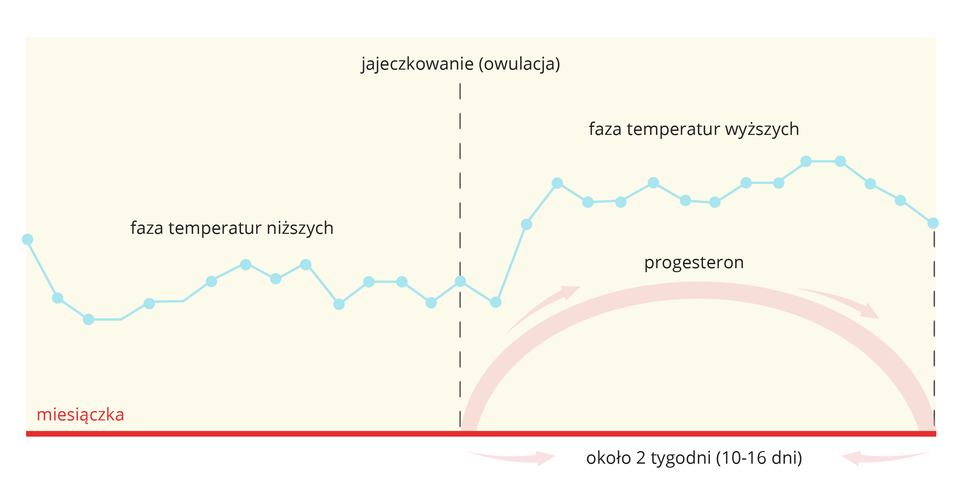 Ilustracja przedstawia zmiany temperatury ciała kobiety (niebieska linia z punktami) w czasie cyklu miesiączkowego. Od lewej na czerwonej linii u dołu podpisana miesiączka. W środku przerywana linia, oznaczająca owulację. Za nią liliowy łuk, symbolizujący poziom progesteronu w czasie od dziesięciu do szesnastu dni. Temperatura w tym czasie jest podwyższona.