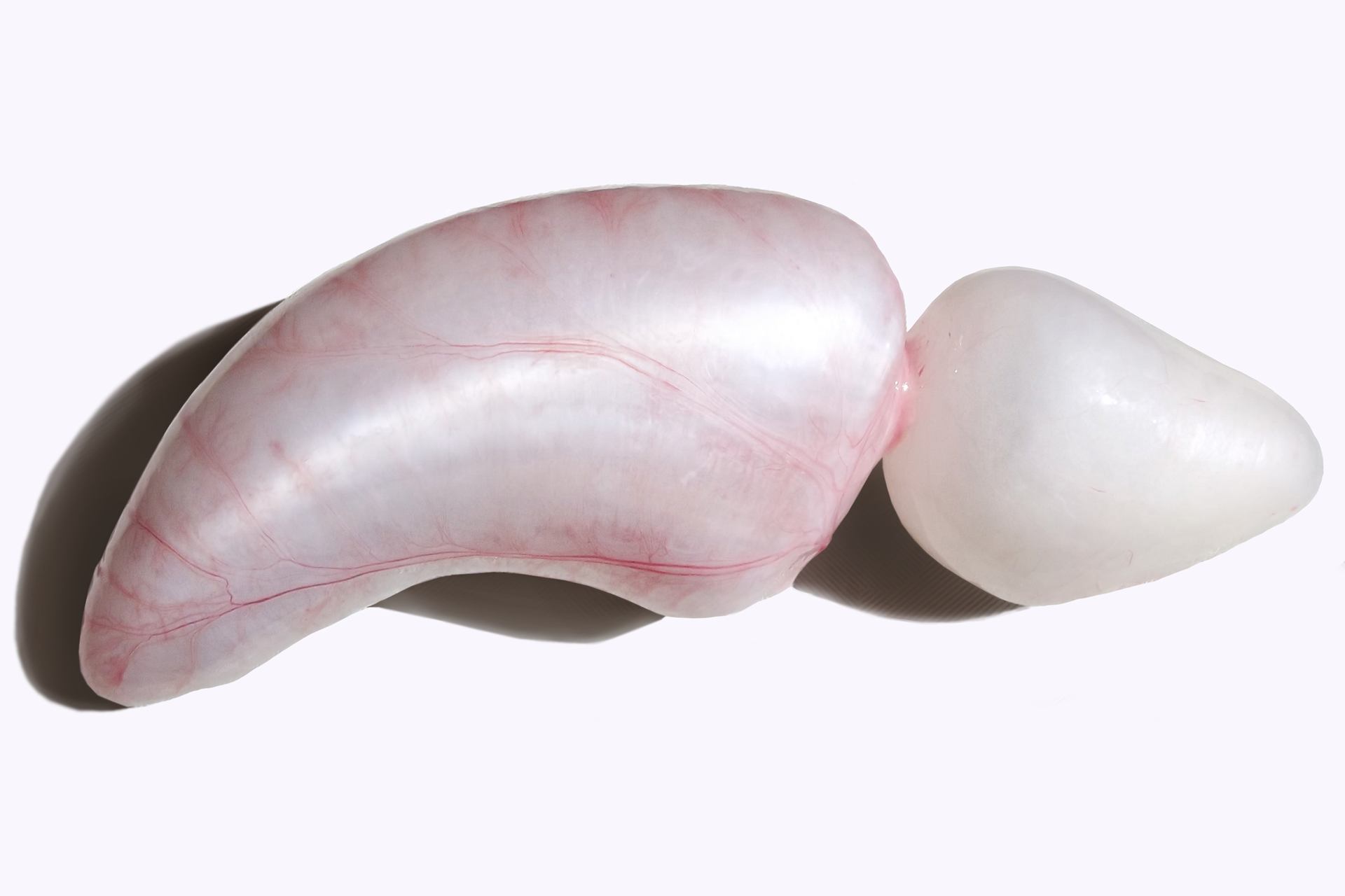 Zdjęcie pęcherza pławnego ryby. Przypomina on wydłużony biały balon pokryty różowymi liniami. W przedniej części po prawej stronie znajduje się przewężenie.