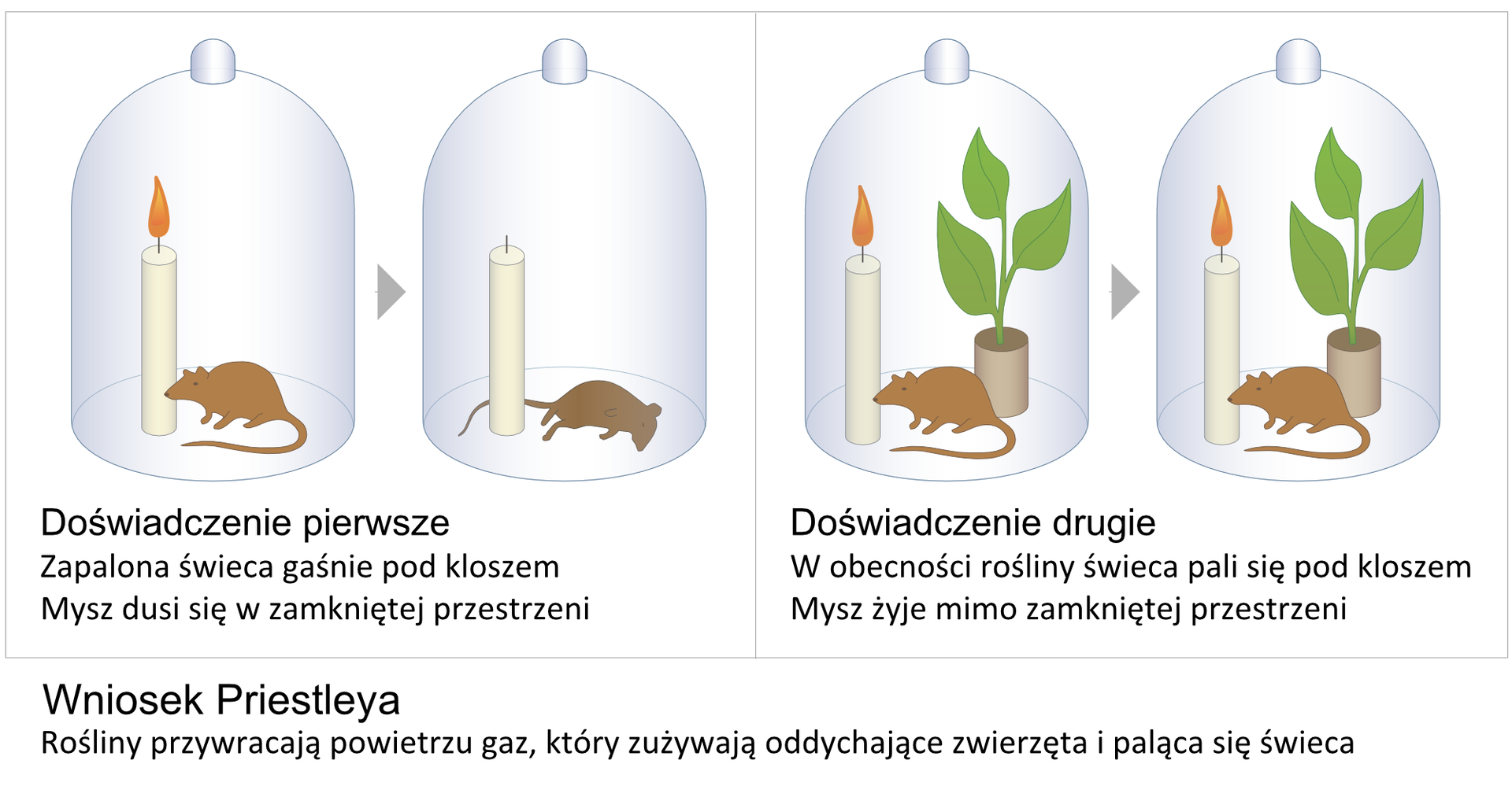 Ilustracja przedstawia eksperyment, wykonany przez uczonego o nazwisku Priestley. W dwóch polach znajdują się cztery słoje. Po lewej w pierwszym słoju znajduje się zapalona świeczka i stojąca mysz. Strzałka prowadzi do ilustracji tego samego słoja, ale po jakimś czasie. Świeczka w nim się nie pali, a mysz leży. Po prawej w pierwszym słoju znajduje się zapalona świeczka, stojąca mysz i zielona roślina doniczkowa. Strzałka wskazuje ten sam słój po jakimś czasie. Nic się w nim nie zmieniło. Pod ilustracją wypisano wniosek Priestleya: rośliny przywracają powietrzu gaz, który zużywają oddychające zwierzęta i paląca się świeczka.