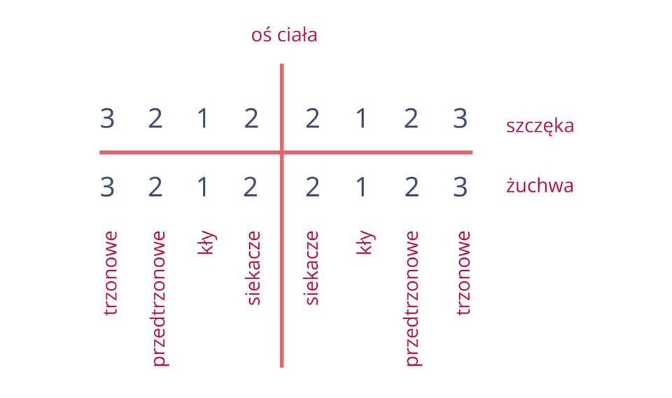 Ilustracja przedstawia wzór zębowy dorosłego człowieka. Różowa pionowa linia to oś ciała, pozioma oddziela szczękę górną od dolnej. W powstałe ćwiartki wpisano liczbę zębów każdego rodzaju. Rodzaje zębów podpisane u dołu na różowo.
