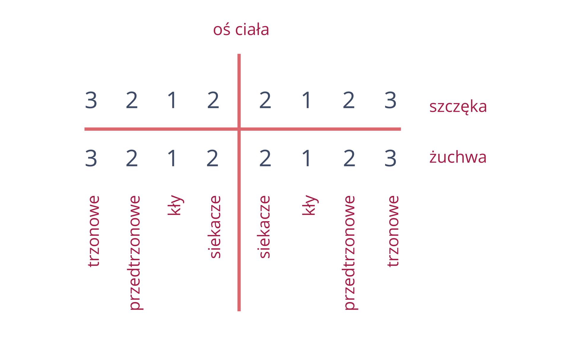 Ilustracja przedstawia wzór zębowy dorosłego człowieka. Różowa pionowa linia to oś ciała, pozioma oddziela szczękę górną od dolnej. W powstałe ćwiartki wpisano liczbę zębów każdego rodzaju. Rodzaje zębów podpisane u dołu na różowo.