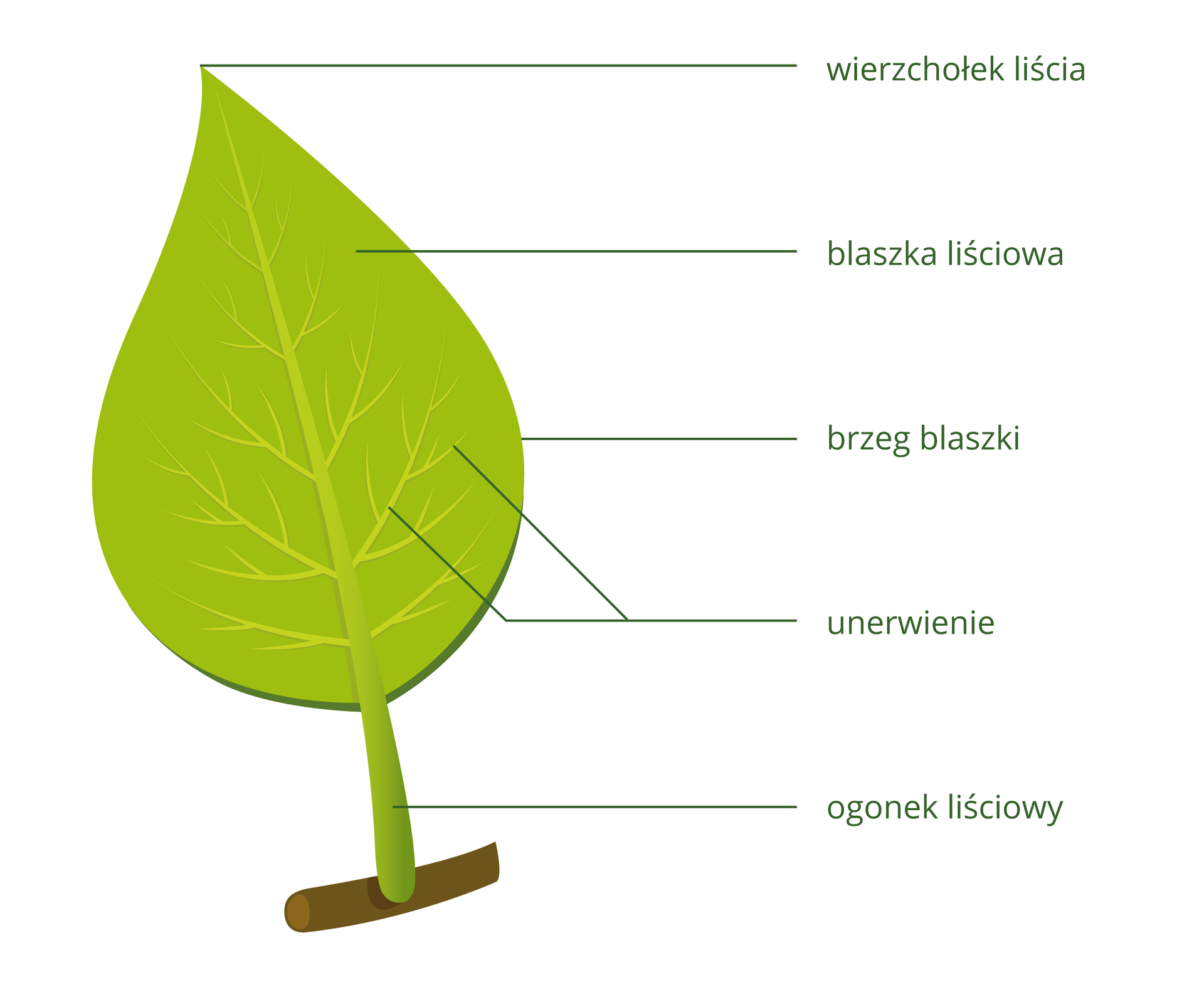 Na rysunku widać liść osadzony na gąłezi. Duża, płaska powierzchnia liścia to blaszka liścia. Jest ona przymocowana gąłęzi ogonkiem liściowym. Krawęź blaszki to brzeg liścia. Na blaszce widać jasnozielone cienkie linie, jest to użyłkowanie liścia.