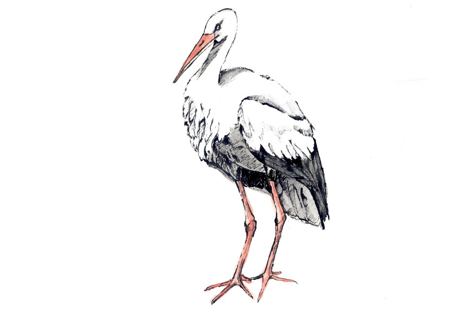 Rysunek bociana.