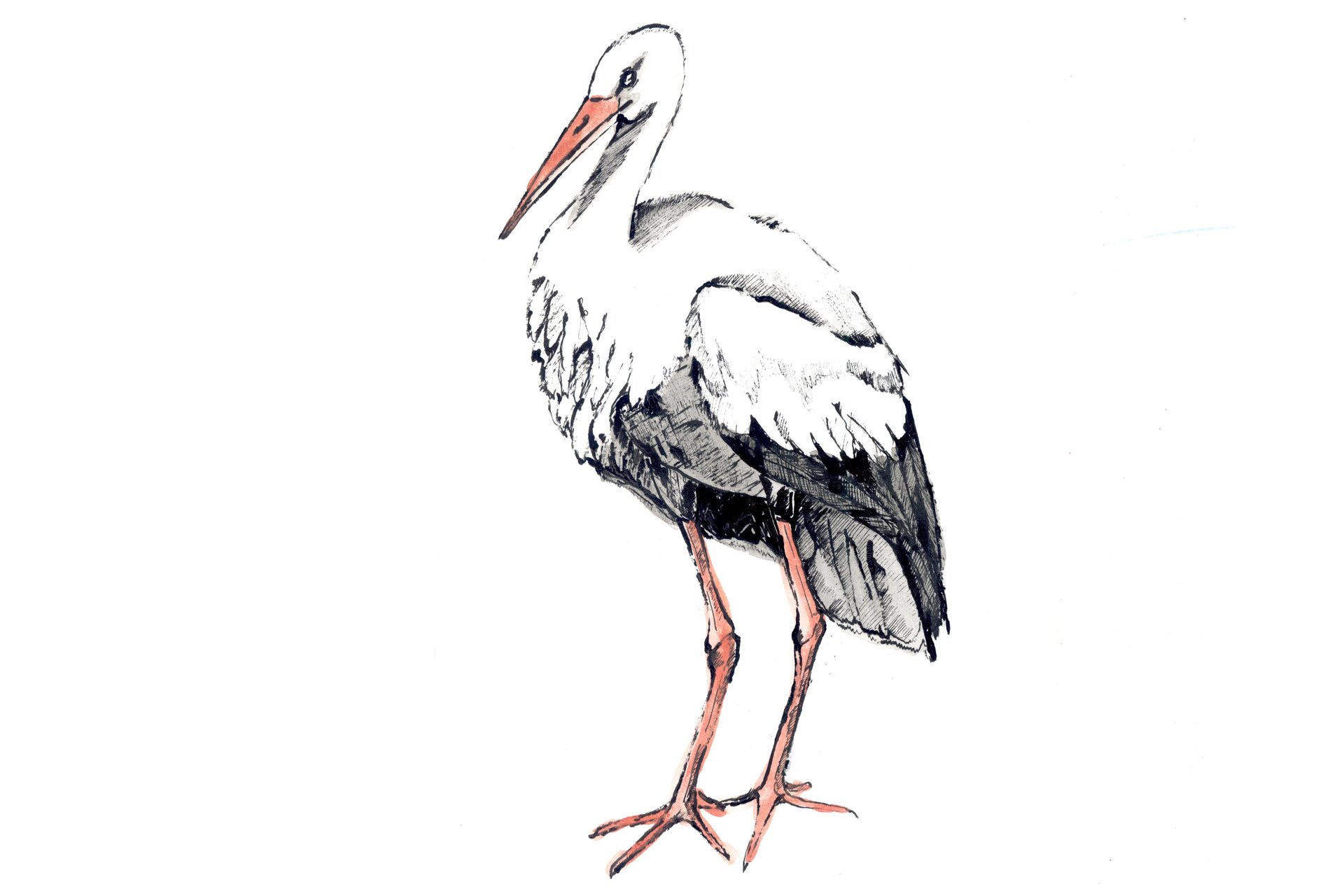 Rysunek bociana.