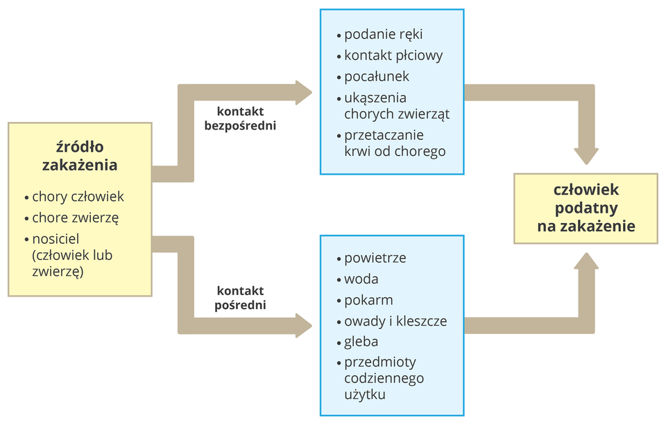 Ilustracja przedstawia schemat. Różowy prostokąt z lewej oznacza źródło zakażenia: chory człowiek, chore zwierzę, nosiciel. Beżowa strzałka u góry wskazuje drogi kontaktu bezpośredniego: podanie ręki, kontakt płciowy, pocałunek, ukąszenie chorych zwierząt, przetaczanie krwi. Dolna wskazuje drogi kontaktu pośredniego: powietrze, woda i pokarm, owady, kleszcze, gleba, przedmioty codziennego użytku. Obie strzałki z prawej wskazują różowy prostokąt , czyli człowieka podatnego na zakażenie.