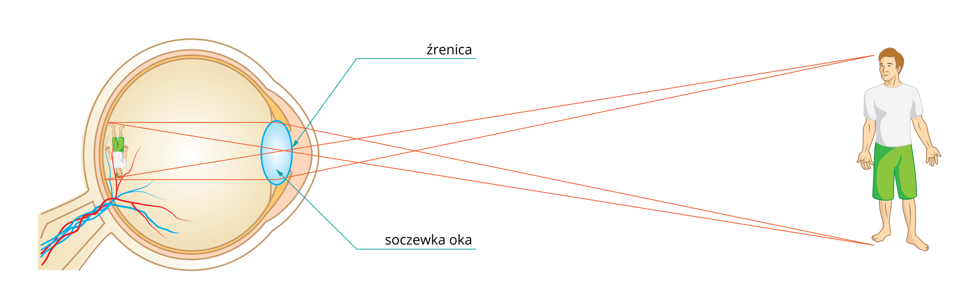 Ilustracja pokazuje w jaki sposób promienie świetlne odbite od sylwetki człowieka, przechodzą przez źrenicę i soczewkę. Następnie załamują się za soczewką, tworząc na siatkówce obraz pomniejszony i odwrócony