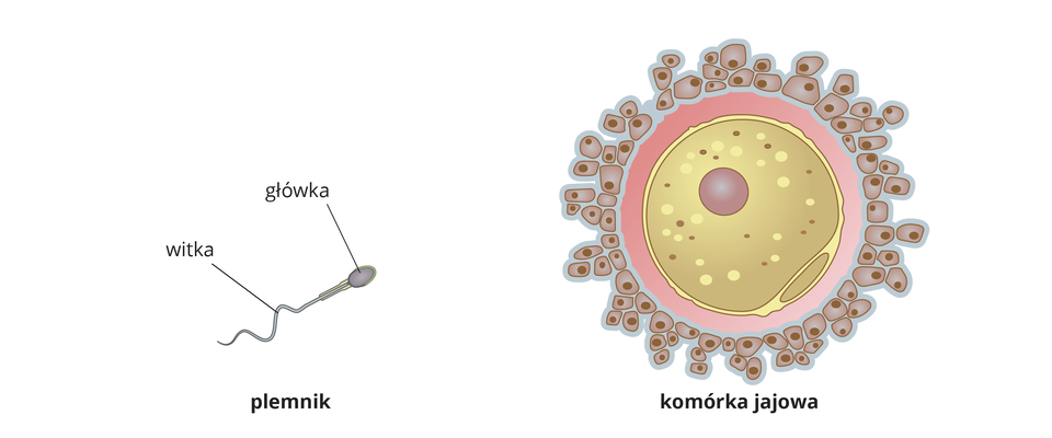 Ilustracja przedstawia plemnik zbudowany z główki i witki. Obok jest duża kulista komórka jajowa z dobrze widocznym jądrem komórkowym. Komórka jajowa otoczona jest wieńcem małych komórek.