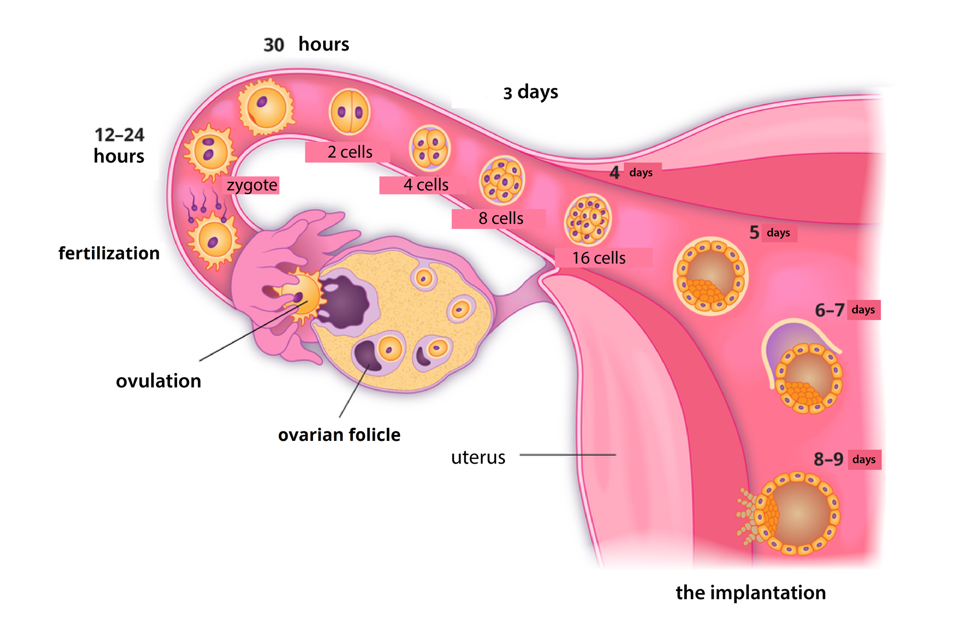 Od Kiedy Zarodek Jest Połączony Z Matką Embryonic and fetal development of man - Zintegrowana Platforma Edukacyjna