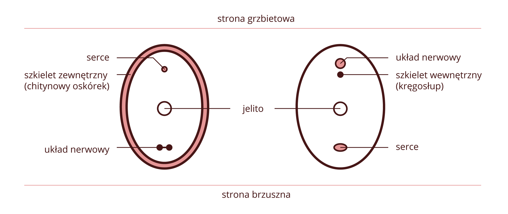 Ilustracja przedstawia dwa pionowe owale kolorach: brązowym i różowym z opisami. U góry napis: strona grzbietowa, u dołu: strona brzuszna. Owal z lewej to schemat przekroju przez ciało owada. Pogrubiony brzeg oznacza oskórek. Od góry kółeczka symbolizujące: serce, jelito i układ nerwowy. Po prawej przekrój przez ciało ryby. Kółeczka od góry symbolizują: układ nerwowy, szkielet (kręgosłup), jelito, serce.