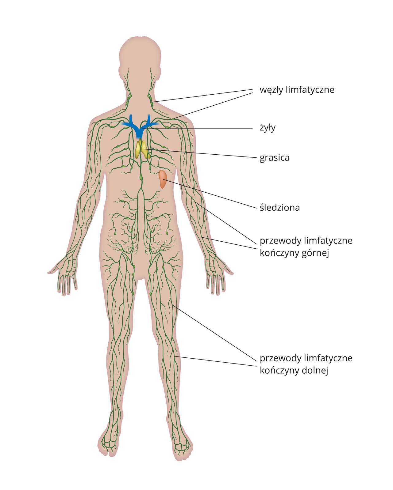 Ilustracja przedstawia sylwetkę człowieka z wrysowanym schematycznie układem limfatycznym. Naczynia i węzły limfatyczne zielone, żyły niebieskie. Na żółto zaznaczono grasicę w klatce piersiowej. Na pomarańczowo zaznaczono śledzionę.