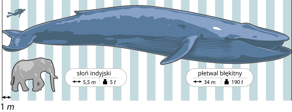 Ilustracja przedstawia na tle biało – błękitnych pasów trzy sylwetki w celu porównania ich wielkości. Każdy pas ma szerokość jednego metra. Na środku poziomo wielki, wydłużony płetwal błękitny. Pod nim podpis i strzałki, oznaczające długość 34 metry, czarny odważnik oznacza wagę 190 ton. W lewym górnym rogu granatowa sylwetka nurka, ukosem. W lewym dolnym rogu szara sylwetka słonia indyjskiego. Przy nim strzałki oznaczają długość pięć i pół metra, odważnik wagę 5 ton.