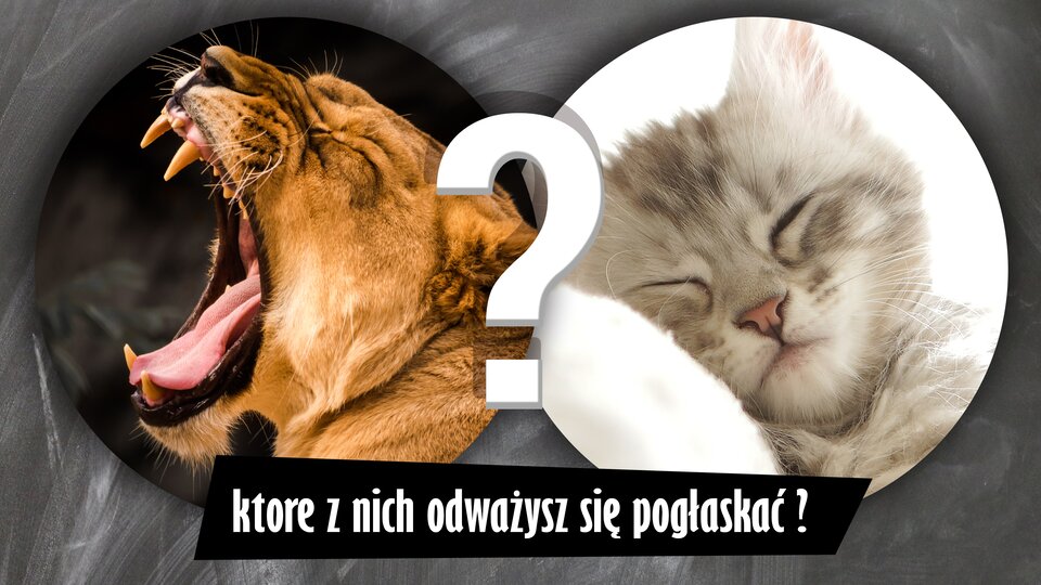 Ilustracja przedstawia dwa zdjęcia kotów umieszczone w dwóch okręgach. Kot po lewej to warczący dorosły tygrys z ostrymi kłami. Ma brązową sierść. Wygląda bardzo groźnie. Ten po prawej to mały, bezbronny kotek z puszystą szarą sierścią, śpiący na białej poduszce. Pomiędzy zdjęciami znajduje się znak zapytania, a poniżej napis: „które z nich odważysz się pogłaskać?”.
