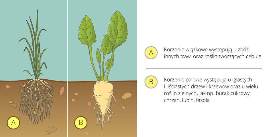 Ilustracja przedstawia dwie rośliny obok siebie na tle, symbolizującym atmosferę i glebę. Pierwsza z lewej ma długie, wąskie ciemnozielone liście i wiązkę białych korzeni, oznaczoną literą A. Druga ma duże, jajowate, jasnozielone liście i gruby, biały korzeń, oznaczony literą B. Obok znajdują się opisy korzeni.
