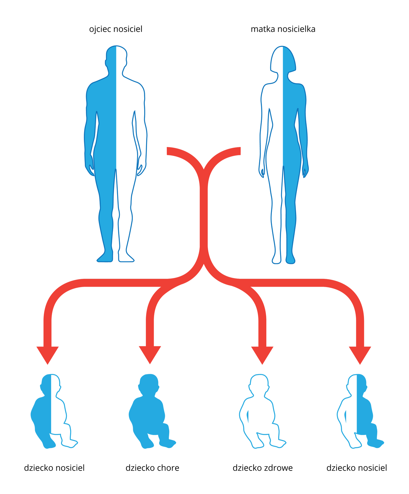 Ilustracja przedstawia schematycznie dziedziczenie mukowiscydozy. U góry sylwetka mężczyzny i kobiety, każda w połowie niebieska. Oznacza to, że ludzie ci są nosicielami zmutowanego genu mukowiscydozy. Czerwone strzałki wskazują sylwetki dzieci, potomstwa tej pary. Sylwetka w połowie niebieska oznacza nosiciela, cała niebieska dziecko chore a bezbarwna to dziecko zdrowe.