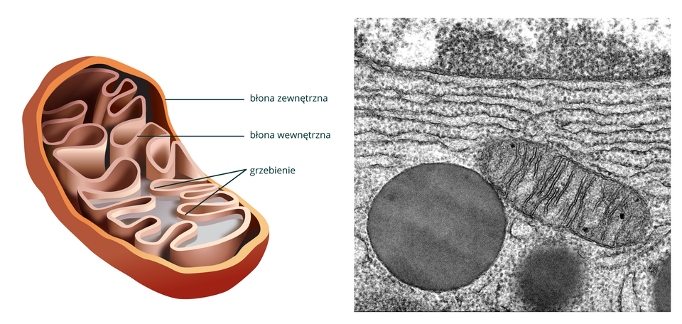Ilustracja przedstawia przestrzenny wizerunek wnętrza mitochondrium: pałeczka, której ściany tworzą 2 błony - zewnętrzna gładka, wewnętrzna tworzy wpuklenia zwane grzebieniami. Obok obraz mitochondruyn z mikroskopu skaningowego.