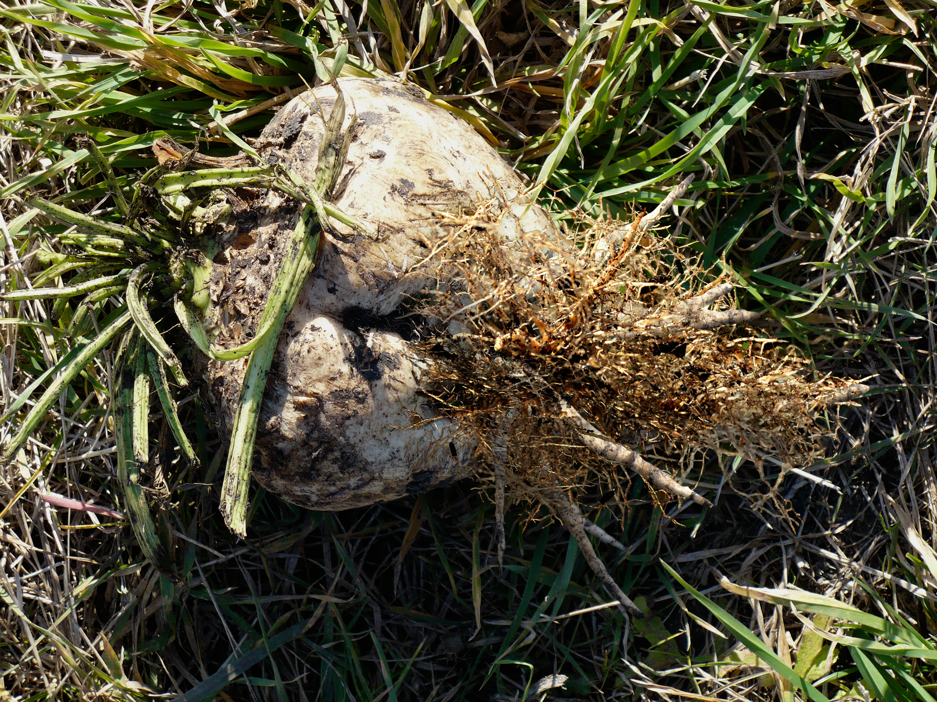 Fotografia przedstawia buraka cukrowego, leżącego na trawie. Ma sercowaty kształt i szaro – brunatną barwę. U dołu buraka wyrasta gęsta kępa korzeni przybyszowych. To oznaka, że zaatakował go mątwik buraczany.