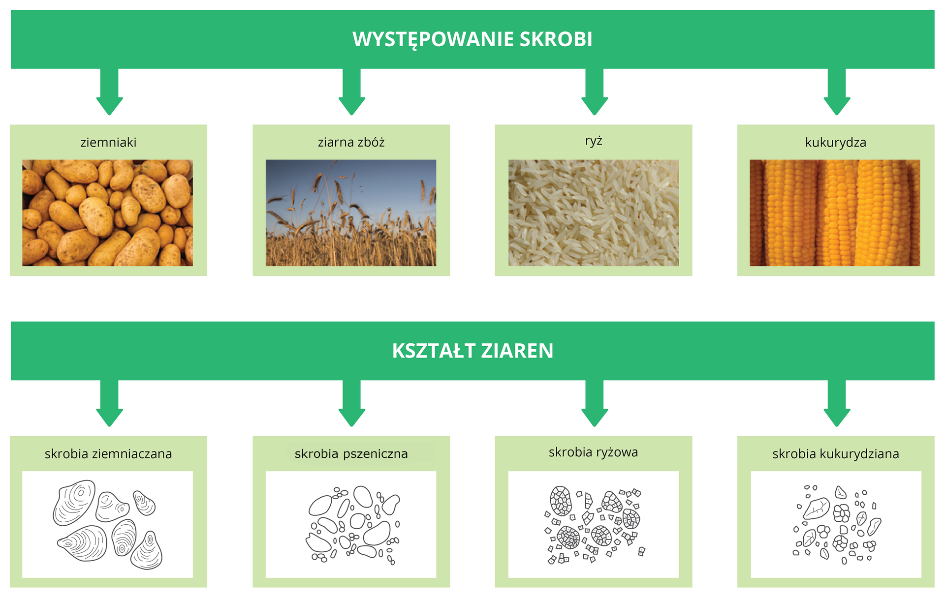 Występowanie skrobi oraz kształt ziaren różnego pochodzenia skrobi
