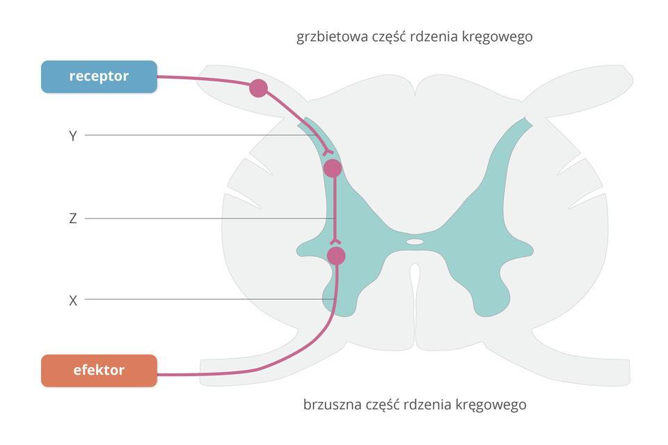 Ilustracja przedstawia przekrój poziomy przez rdzeń kręgowy. Podpisano grzbietową u góry i brzuszną część rdzenia kręgowego. W środku niebieska plama w kształcie motyla. Z lewej u góry niebieski receptor, u dołu pomarańczowy efektor. Między nimi fioletowe linie i punkty, oznaczone dużymi literami Y, Z, X.