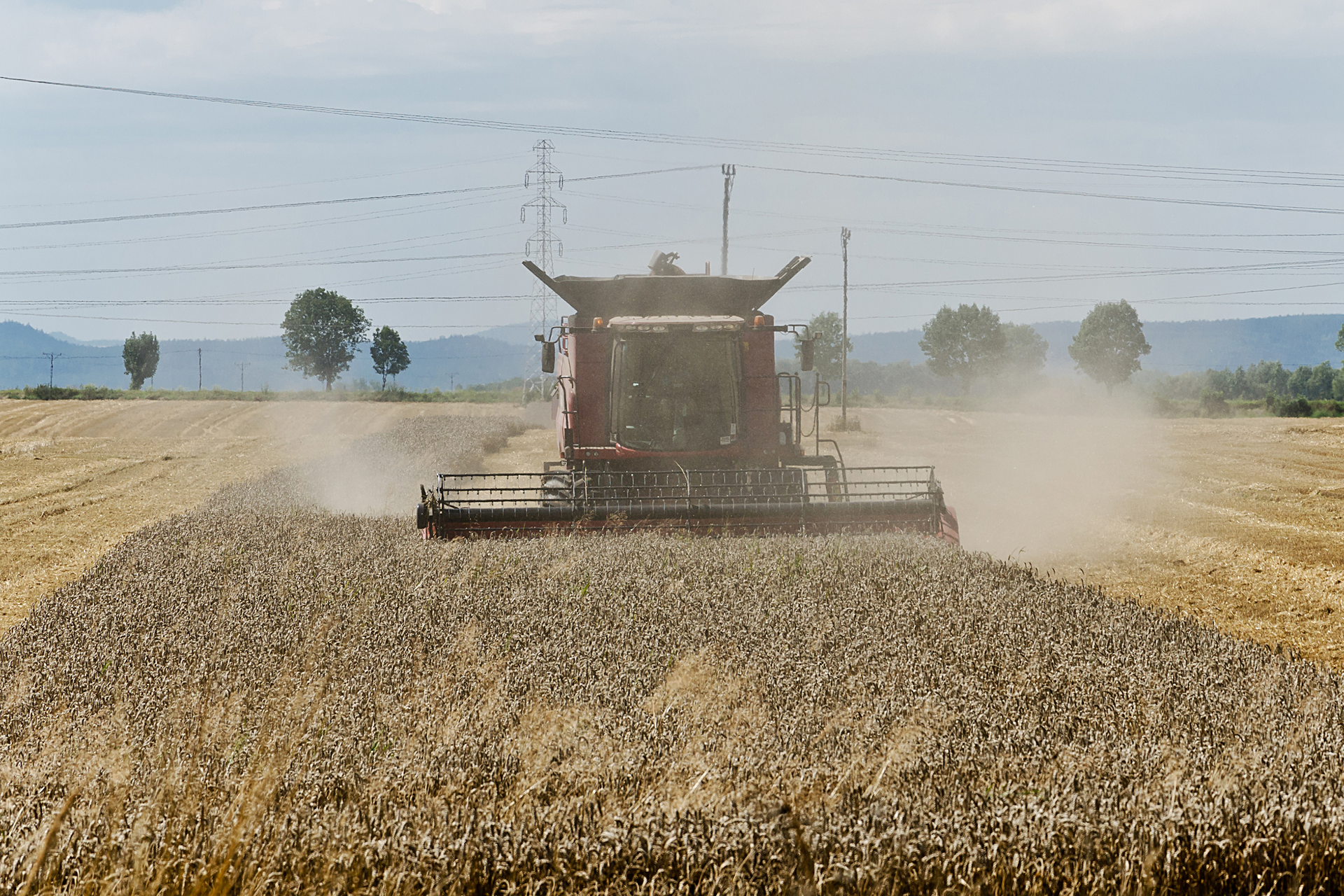 Fotografia przedstawia z lotu ptaka pole zboża podczas żniw. Na polu pracują cztery kombajny i traktor. Skoszone i wymłócone ziarno jest podawane z kombajnu na przyczepę. Kombajny koszą ostatni fragment pola; po bokach widać ściernisko – sterczące z ziemi fragmenty skoszonych już wcześniej łodyg.