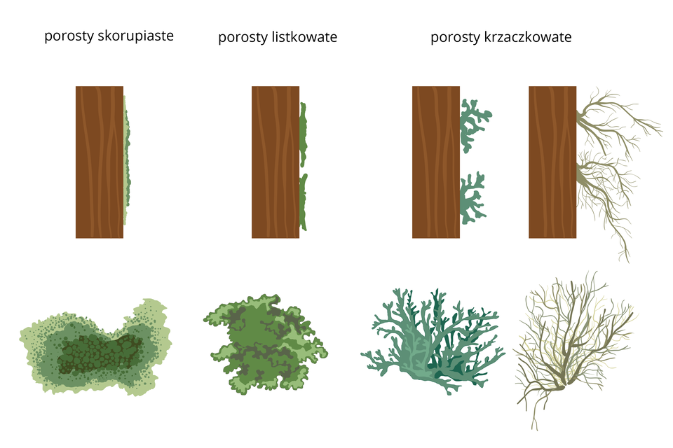 Ilustracja przedstawia schematycznie cztery brązowe pnie drzew. Na ich prawej stronie ukazano szaro zielone kształty, przedstawiające porosty z boku. Rysunki plech porostów znajdują się pod odpowiednimi pniami drzew. Pierwszy z lewej to porost skorupiasty. Ma kształt nieregularnego placka z plamkami w jaśniejszych i ciemniejszych odcieniach. Drugi to porost listkowaty, w kształcie zielonej, płaskiej kępki. Trzeci to niebieskawy porost krzaczkowaty o grubych „gałązkach”. Ostatni z prawej to też porost krzaczkowaty, ale o cienkich i długich „gałązkach”.