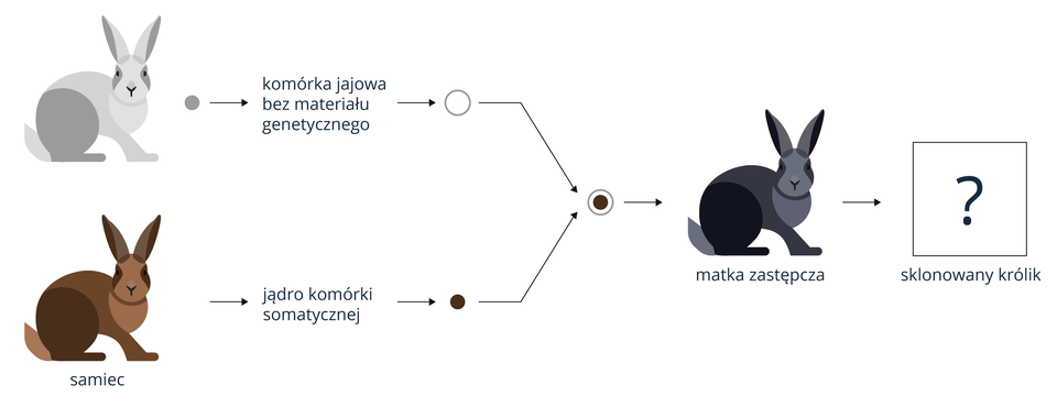 Klonowanie królika