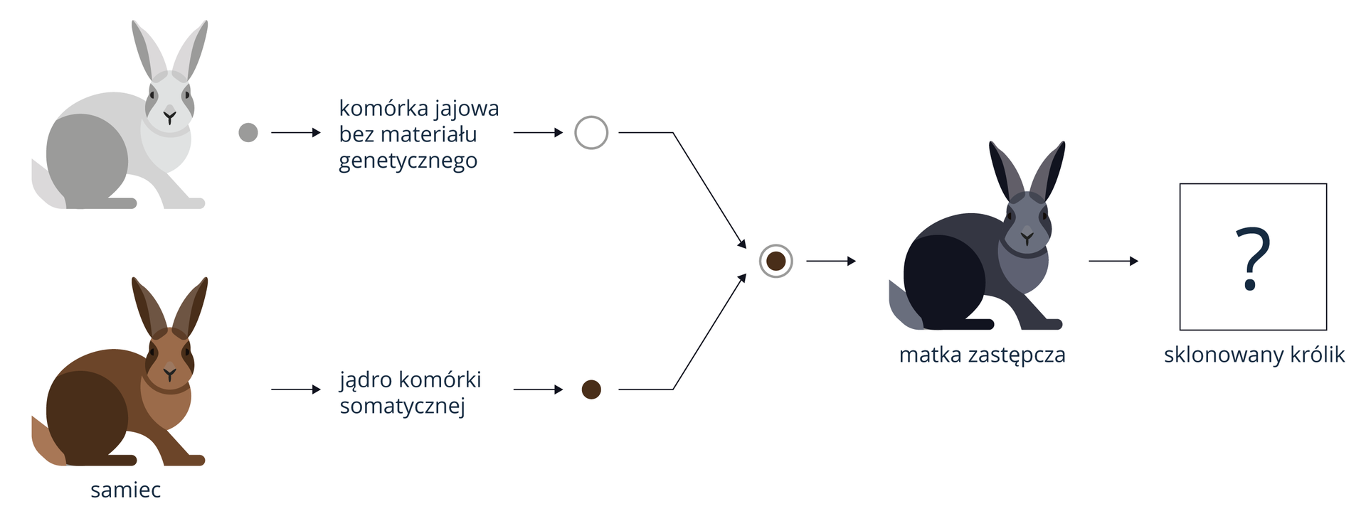 Klonowanie królika