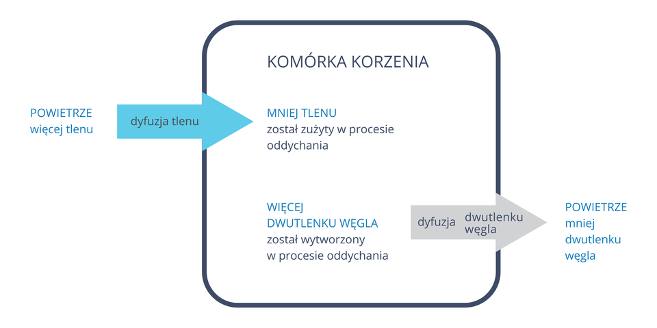 Ilustracja prezdstawia schematyczny obraz komórki. Z lewej strony wnika do niej tlen, po prawej stronie komórkę opuszcza dwutlenek węgla.