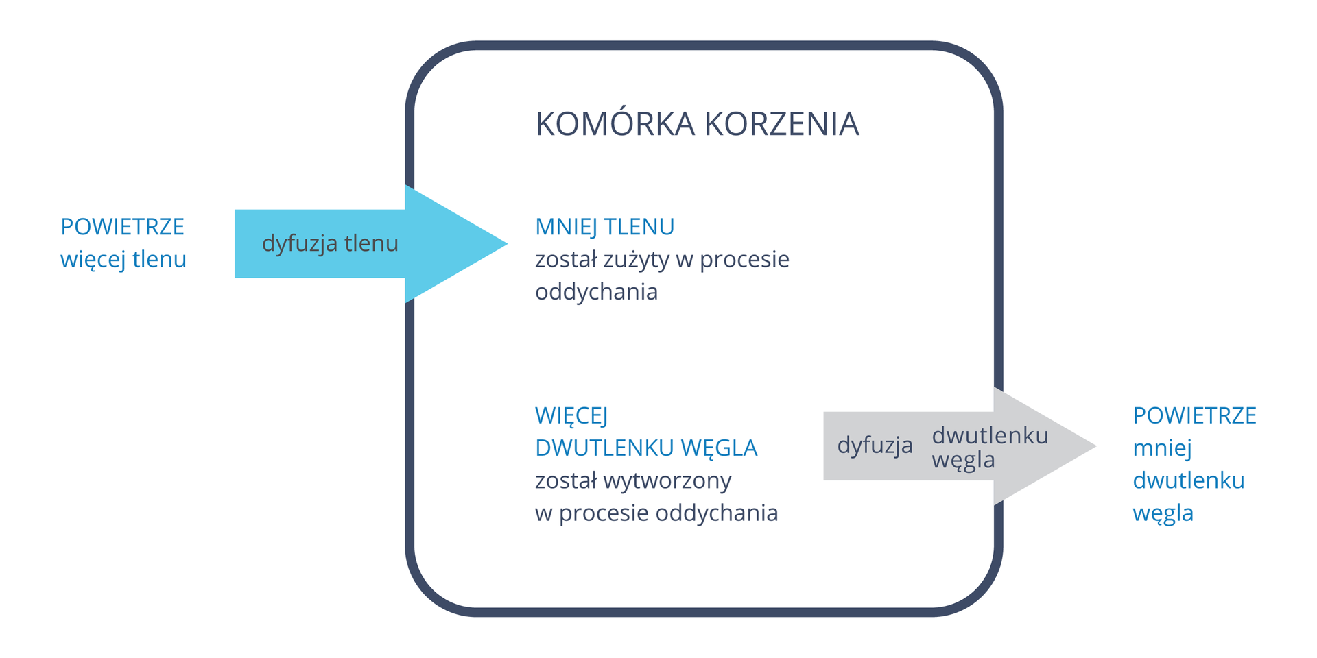 Ilustracja prezdstawia schematyczny obraz komórki. Z lewej strony wnika do niej tlen, po prawej stronie komórkę opuszcza dwutlenek węgla.